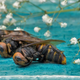 Asian giant hornet, beautifully plated